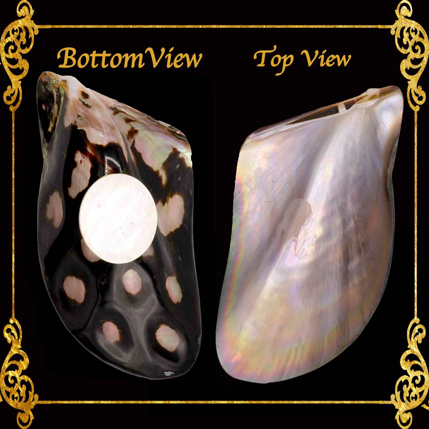 Penguin Wing Oyster Shell | Iridescent Trinket Tray & Soap Dish