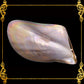 Penguin Wing Oyster Shell | Iridescent Trinket Tray & Soap Dish