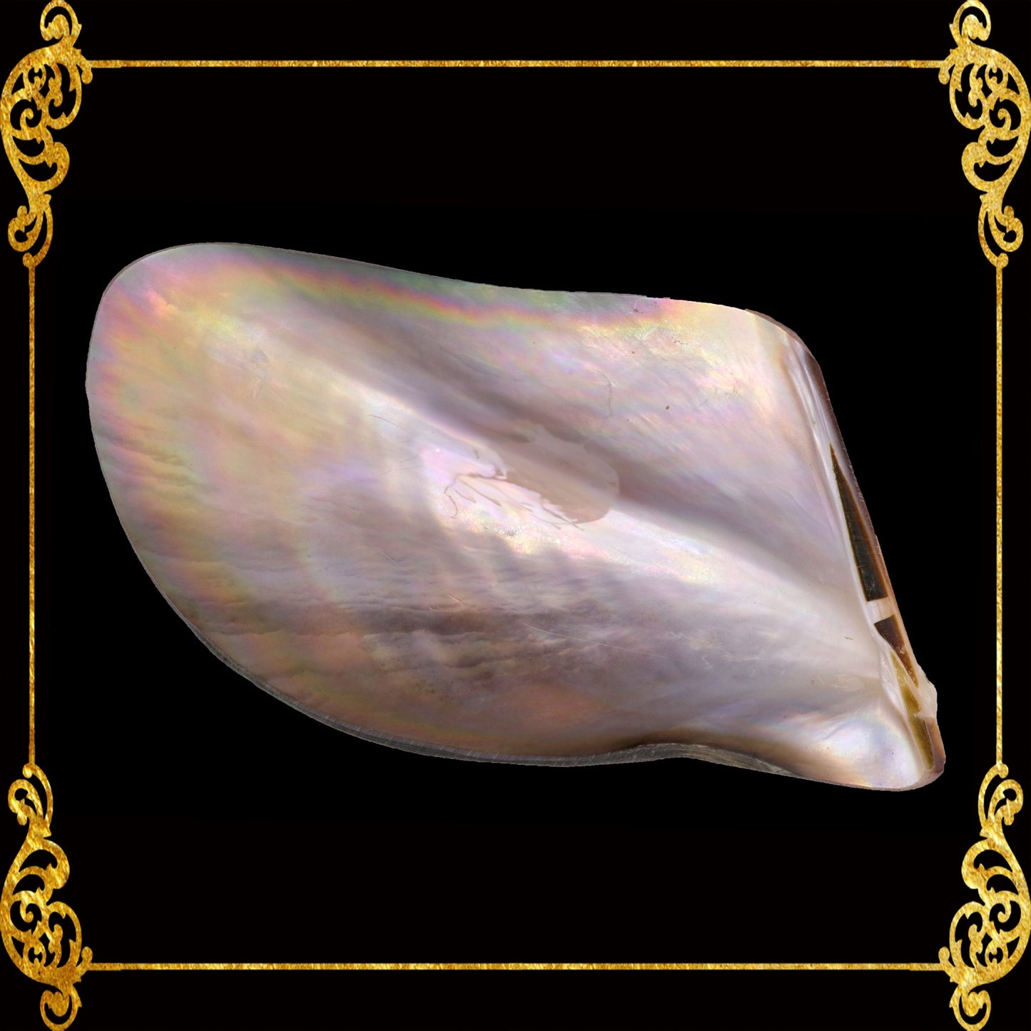 Penguin Wing Oyster Shell | Iridescent Trinket Tray & Soap Dish