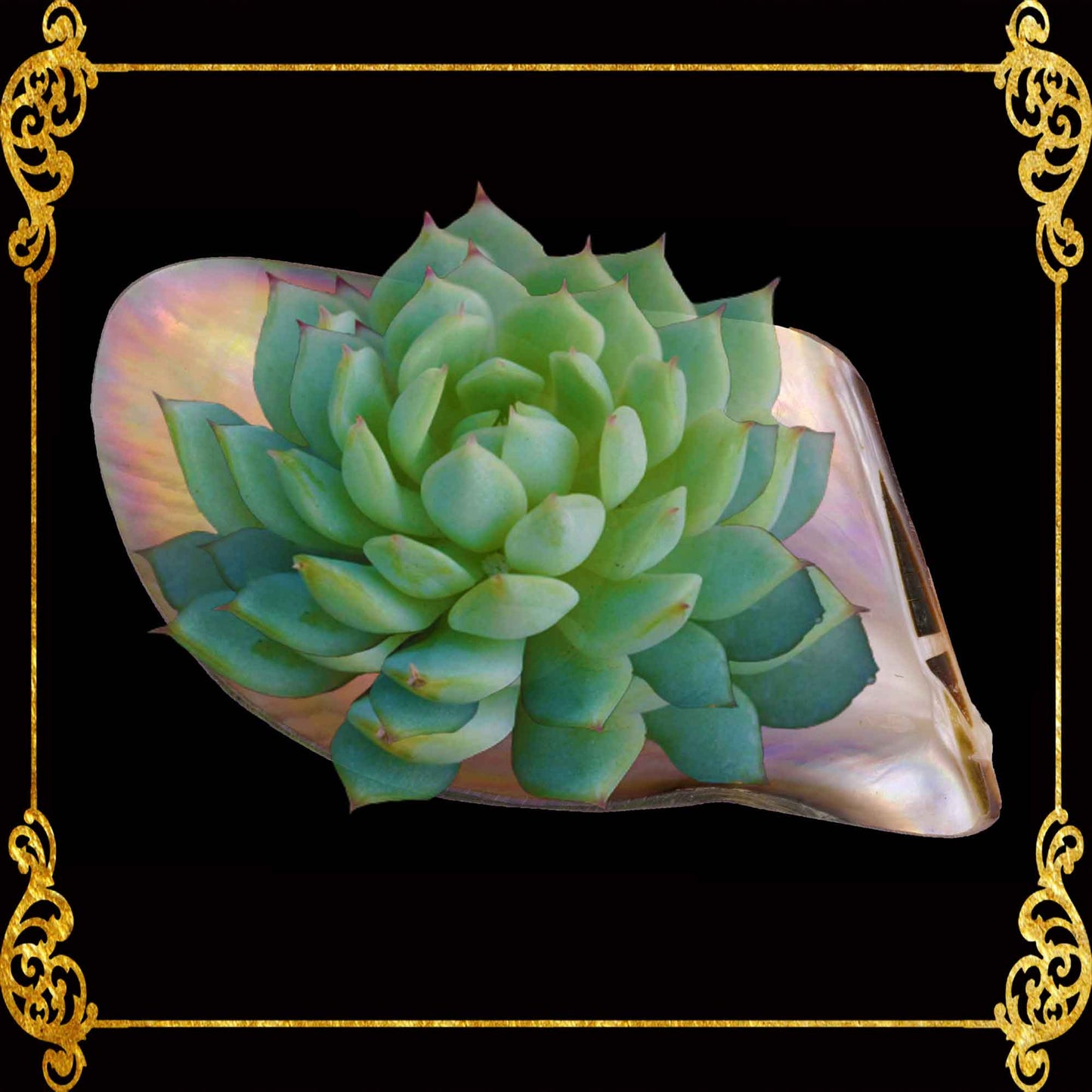 Penguin Wing Oyster Shell | Iridescent Trinket Tray & Soap Dish