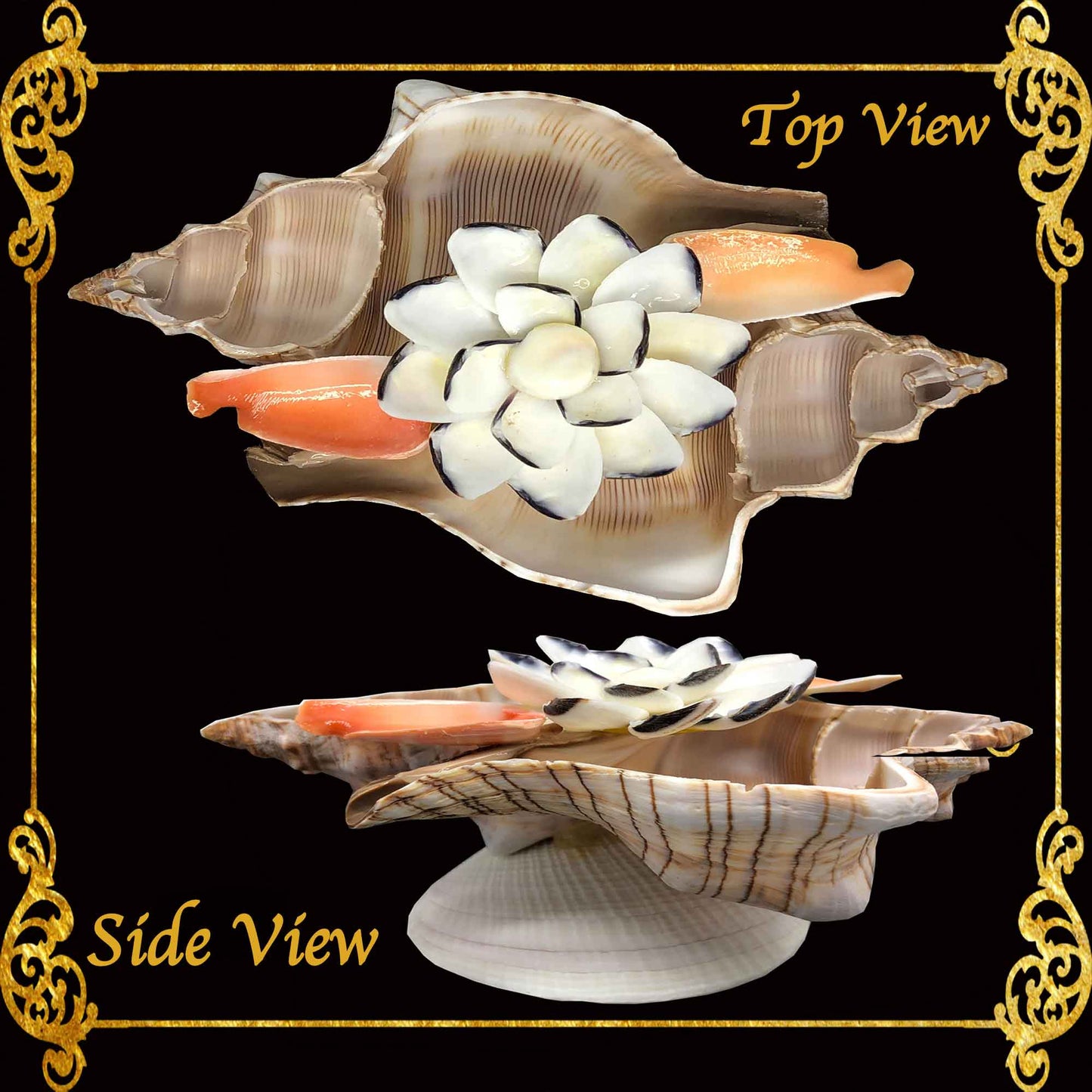 Fasciolara Shell | Floral Soap Dish & Trinket Tray | 2 Disc