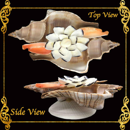 Fasciolara Shell | Floral Soap Dish & Trinket Tray | 2 Disc
