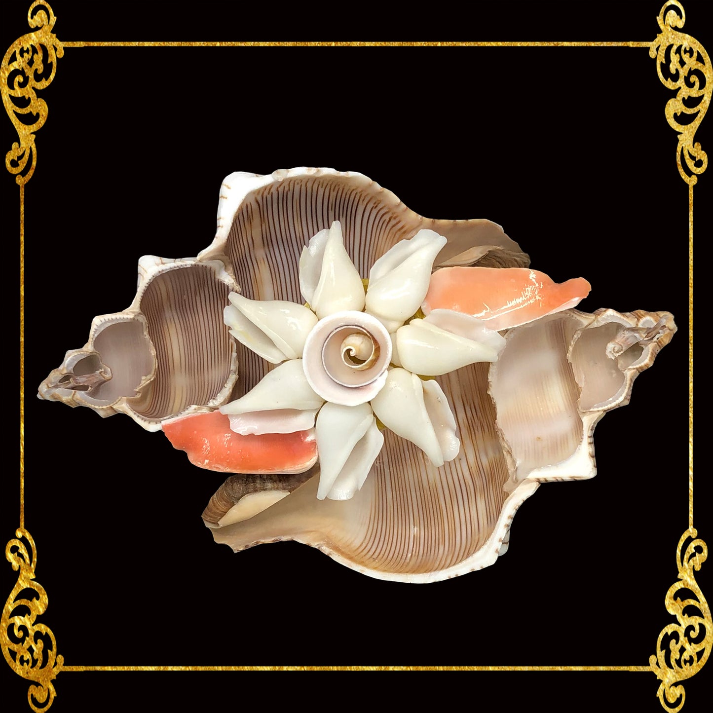 Fasciolara Shell | Floral Soap Dish & Trinket Tray | 2 Disc