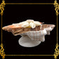 Fasciolara Shell | Floral Soap Dish & Trinket Tray | 2 Disc