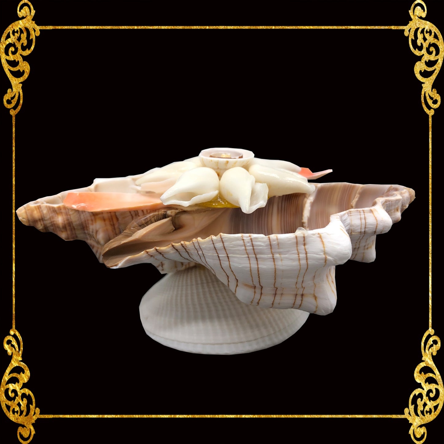 Fasciolara Shell | Floral Soap Dish & Trinket Tray | 2 Disc