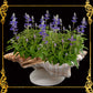 Fasciolara Shell | Floral Soap Dish & Trinket Tray | 2 Disc