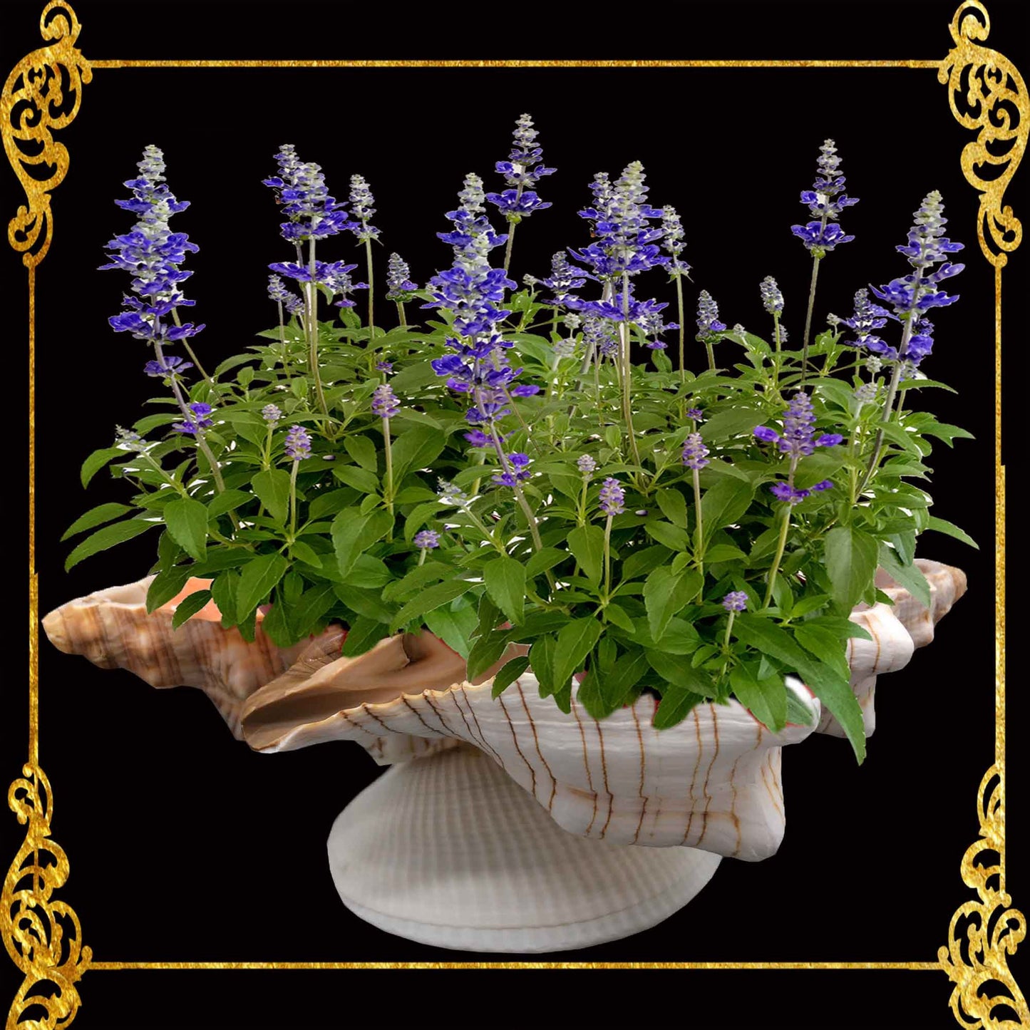 Fasciolara Shell | Floral Soap Dish & Trinket Tray | 2 Disc