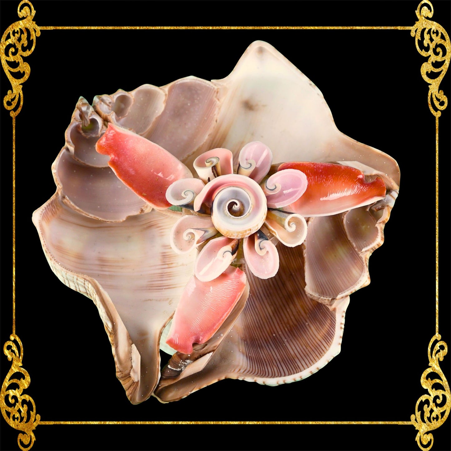 Fasciolara Shell | Floral Soap Dish & Trinket Tray
