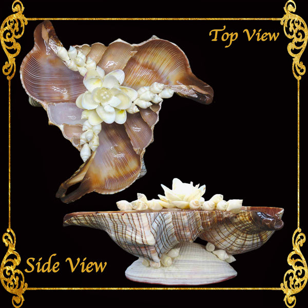 Succulents Pot | Indoor Flower Plant Potter | Real Seashell | 3 Fasciolara With Caycay Shells