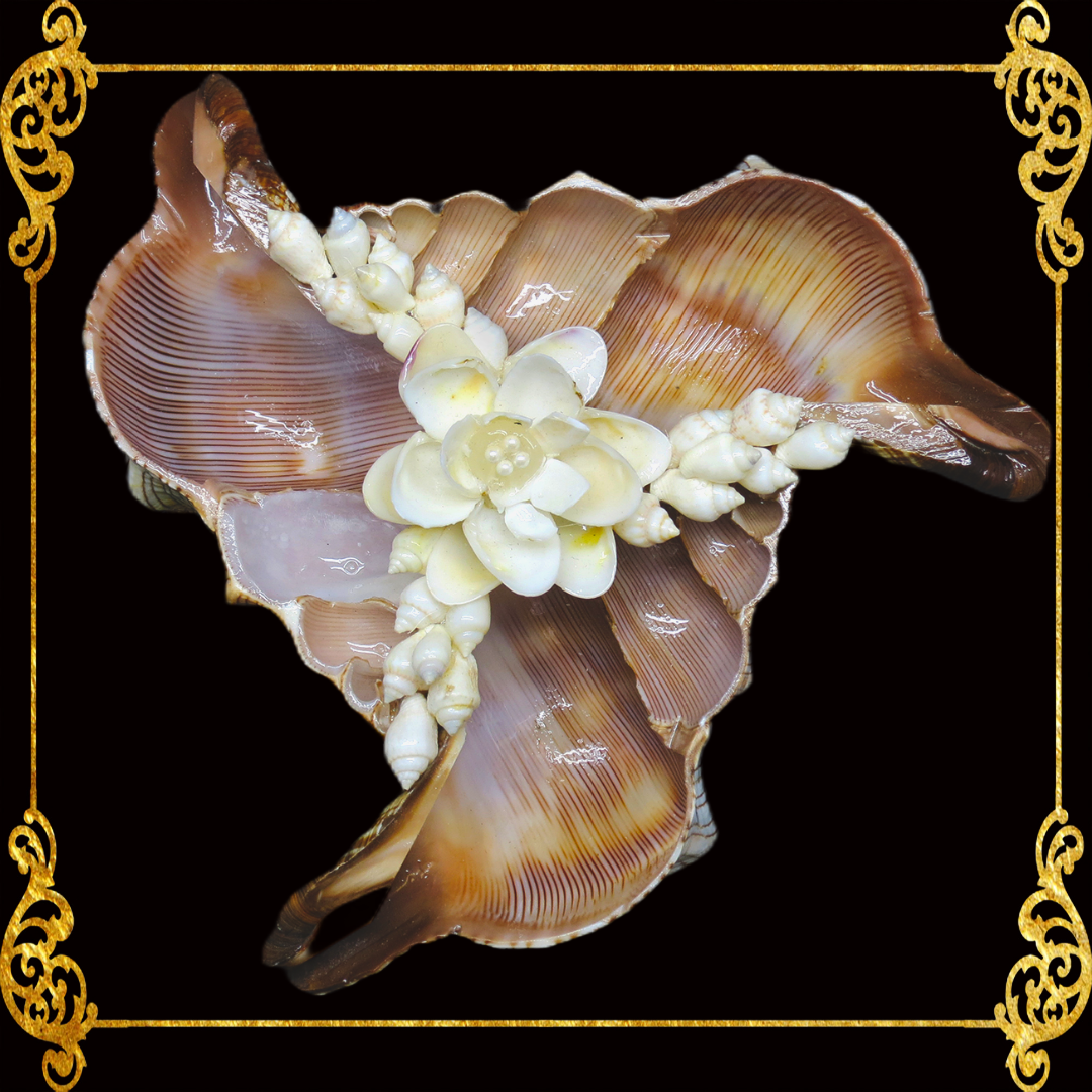 Succulents Pot | Indoor Flower Plant Potter | Real Seashell | 3 Fasciolara With Caycay Shells