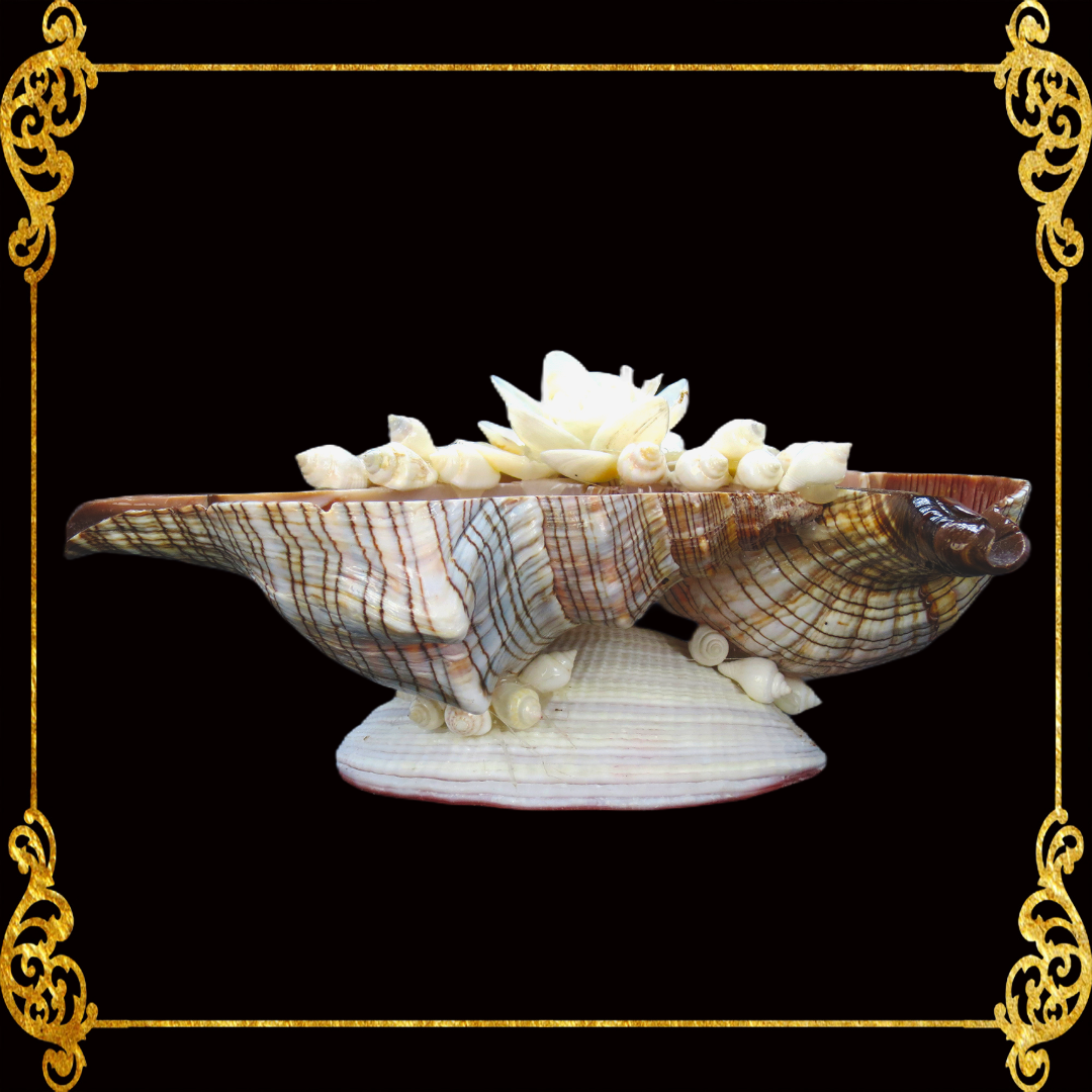 Succulents Pot | Indoor Flower Plant Potter | Real Seashell | 3 Fasciolara With Caycay Shells