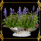 Succulents Pot | Indoor Flower Plant Potter | Real Seashell | 3 Fasciolara With Caycay Shells