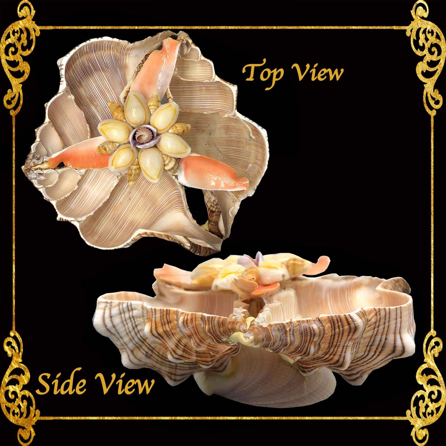 Fasciolara Shell | Floral Soap Dish & Trinket Tray