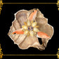 Fasciolara Shell | Floral Soap Dish & Trinket Tray