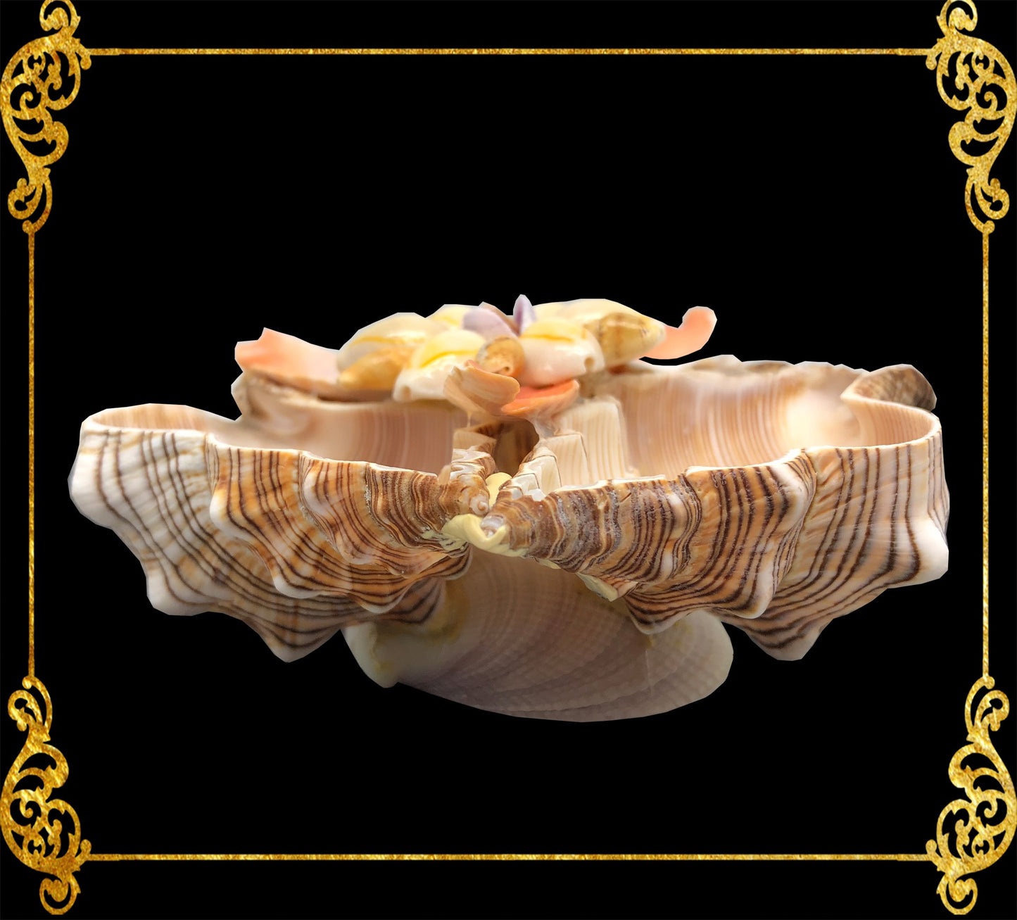 Fasciolara Shell | Floral Soap Dish & Trinket Tray