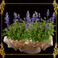Fasciolara Shell | Floral Soap Dish & Trinket Tray