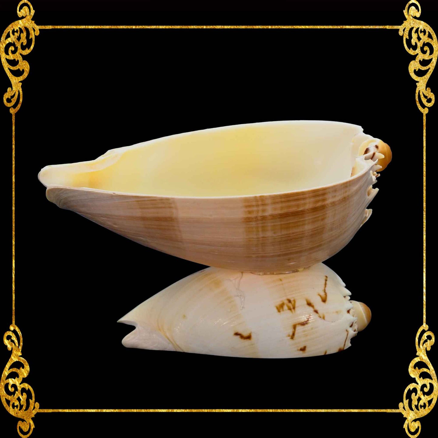 Melo Shell | Natural Multi-Use Bowl & Soap Dish