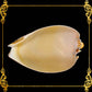 Melo Shell | Natural Multi-Use Bowl & Soap Dish