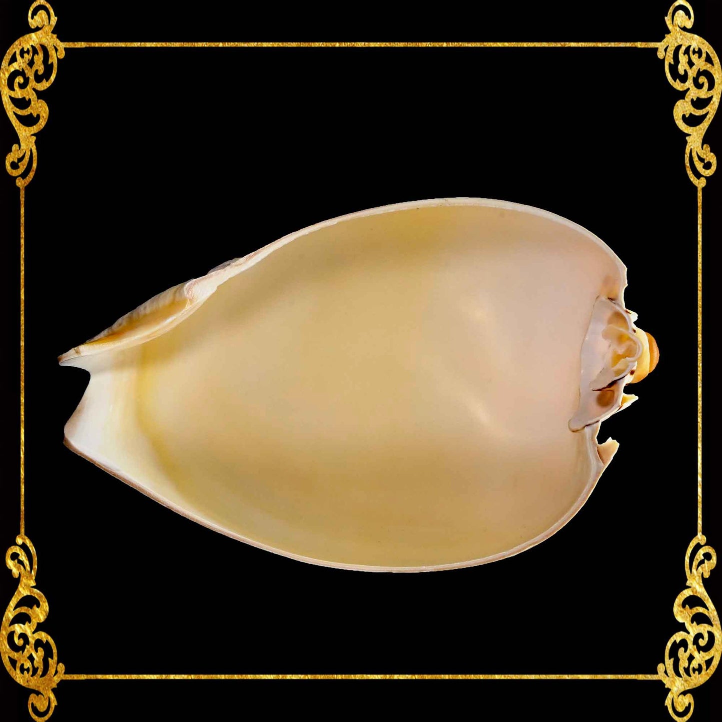 Melo Shell | Natural Multi-Use Bowl & Soap Dish