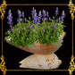Melo Shell | Natural Multi-Use Bowl & Soap Dish