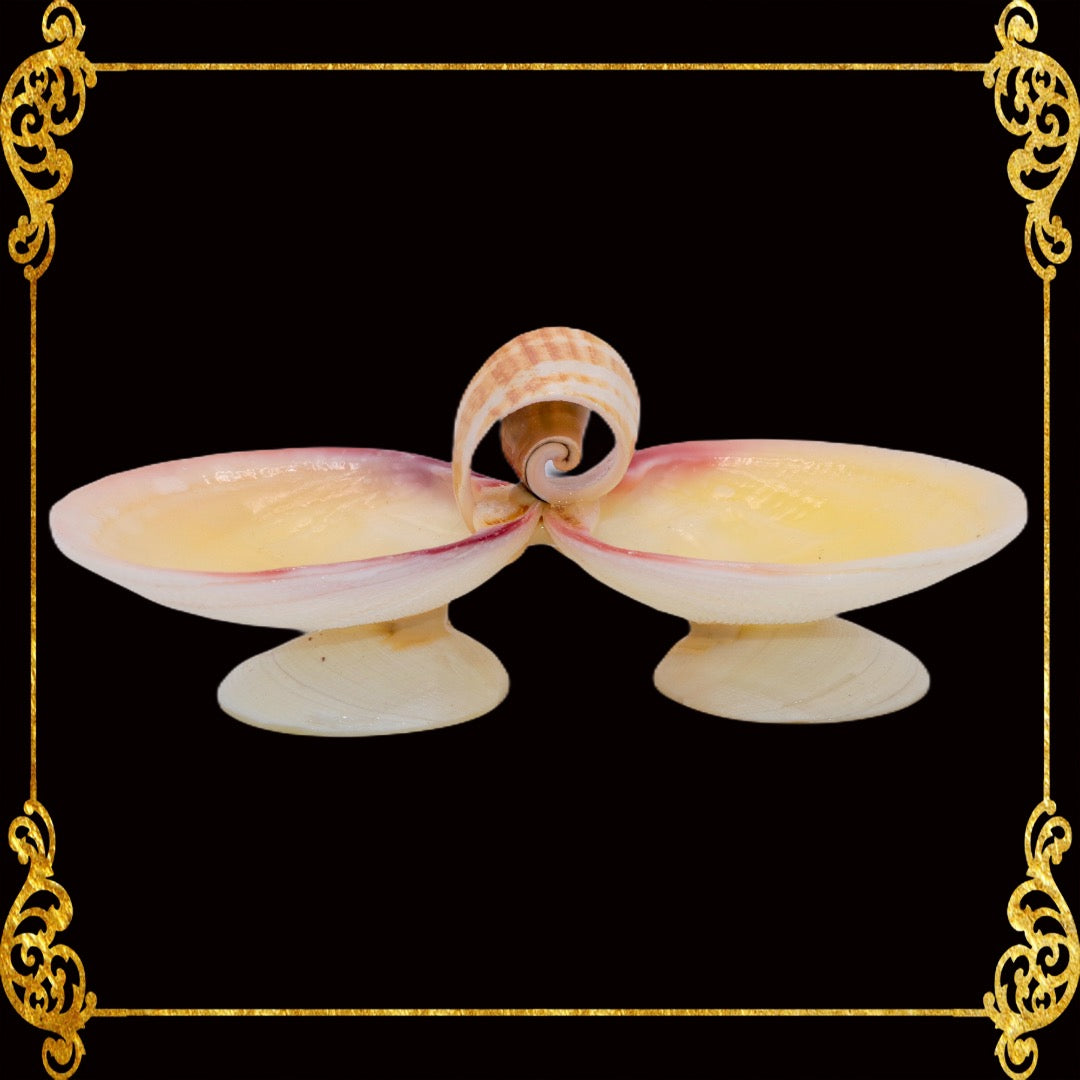 Small Codakia Tigerina Shell | Double Pinch Tray & Trinket Dish