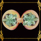 Small Codakia Tigerina Shell | Double Pinch Tray & Trinket Dish