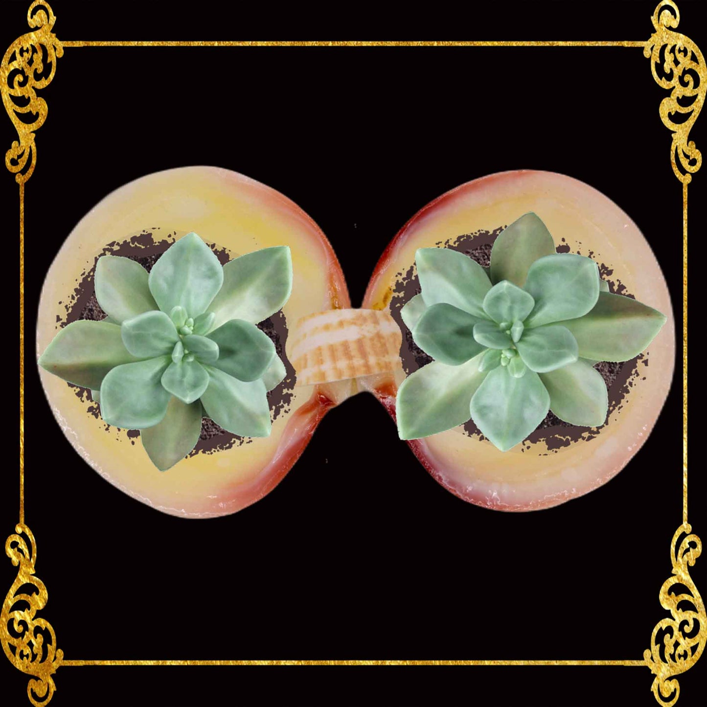 Small Codakia Tigerina Shell | Double Pinch Tray & Trinket Dish