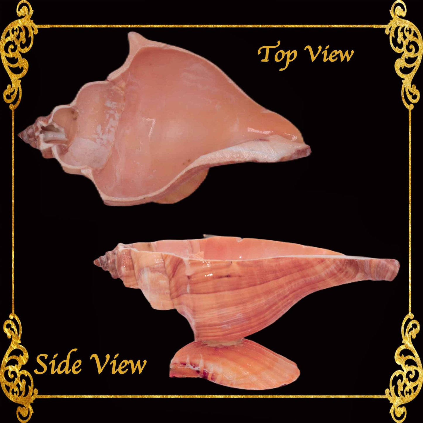 Tuba False Fusus Shell | Pink Tealight Holder, Small Planter & Pinch Bowl