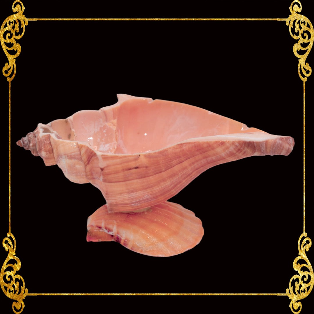 Tuba False Fusus Shell | Pink Tealight Holder, Small Planter & Pinch Bowl