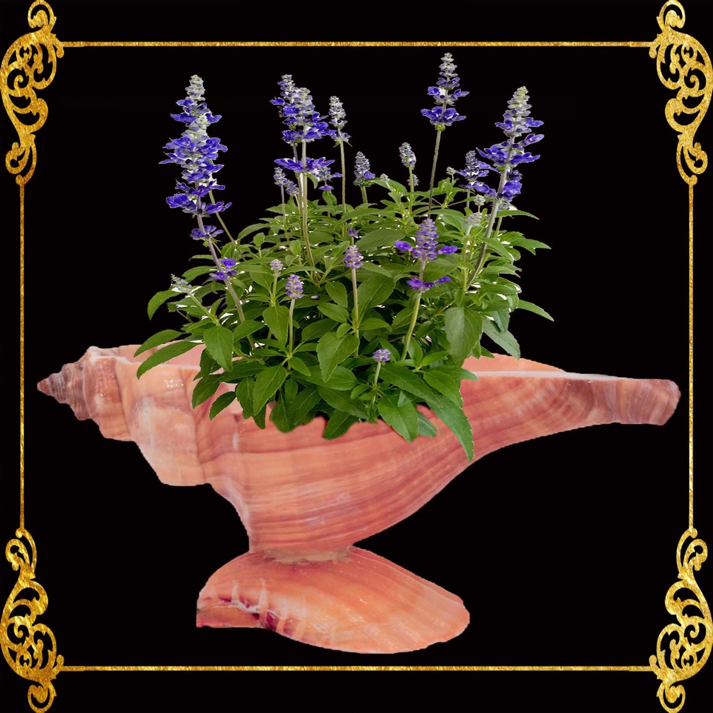 Tuba False Fusus Shell | Pink Tealight Holder, Small Planter & Pinch Bowl