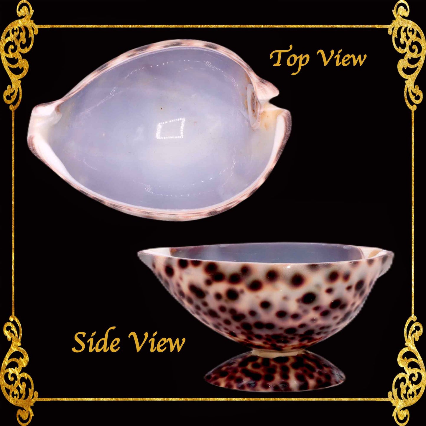 Tiger Cowry Shell | Spotted Planter Bowl & Decorative Holder