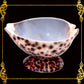Tiger Cowry Shell | Spotted Planter Bowl & Decorative Holder