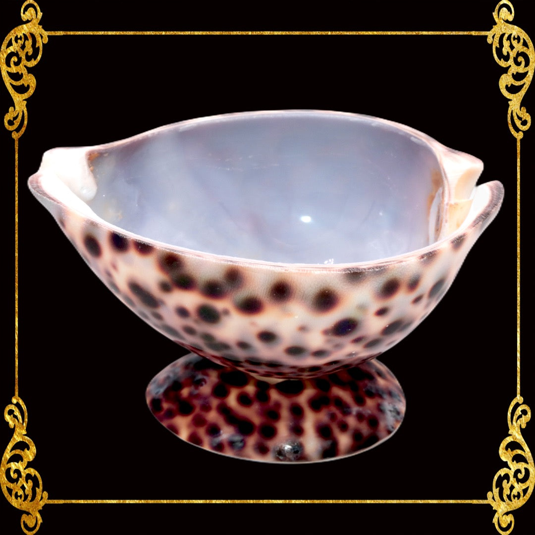 Tiger Cowry Shell | Spotted Planter Bowl & Decorative Holder