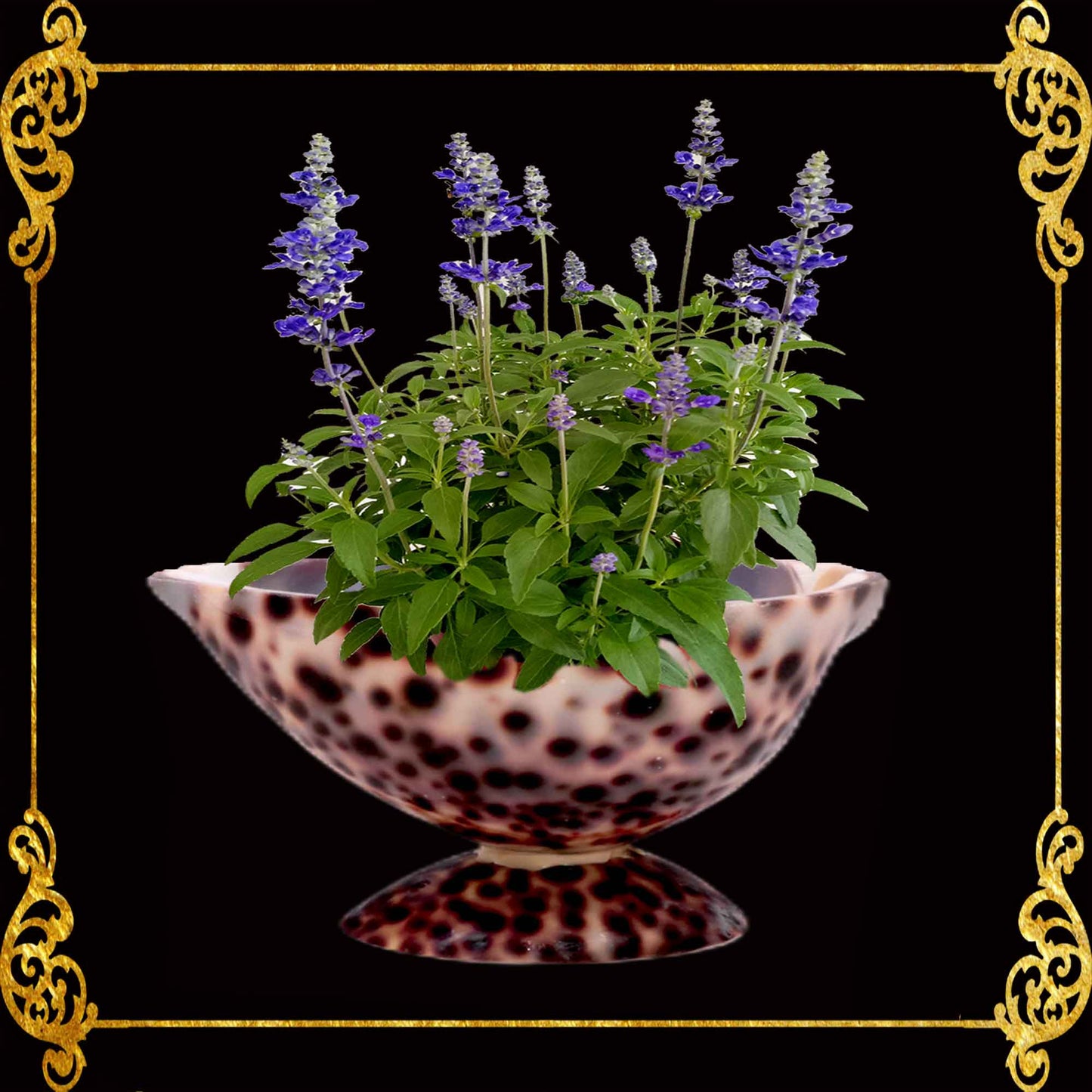 Tiger Cowry Shell | Spotted Planter Bowl & Decorative Holder