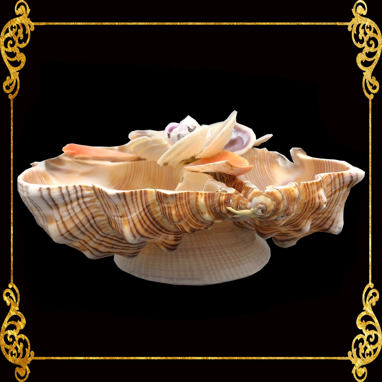Fasciolara Shell | Floral Soap Dish & Trinket Tray