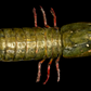 Peacock Mantis Shrimp (Odontodactylus scyllarus) | Preserved Mantis Shrimp Specimen | Real Painted Mantis Shrimp