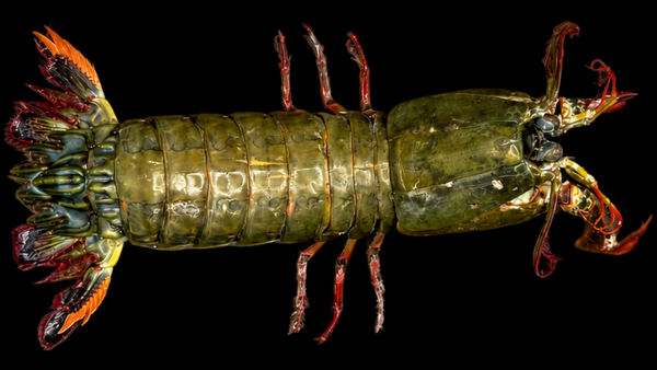 Peacock Mantis Shrimp (Odontodactylus scyllarus) | Preserved Mantis Shrimp Specimen | Real Painted Mantis Shrimp