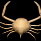 Pebble Crab Dome (Tanaoa pustulosus) | Preserved Crab Specimen | Real Pebble Crab