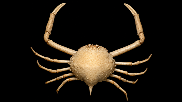 Pebble Crab Dome (Tanaoa pustulosus) | Preserved Crab Specimen | Real Pebble Crab