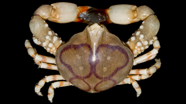Pebble Crab (Leucosia anatum) | Preserved Crab Specimen | Real Marine Crab