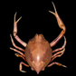 Pebble Crab (Myra affinis) | Preserved Crab Specimen | Real Marine Crab
