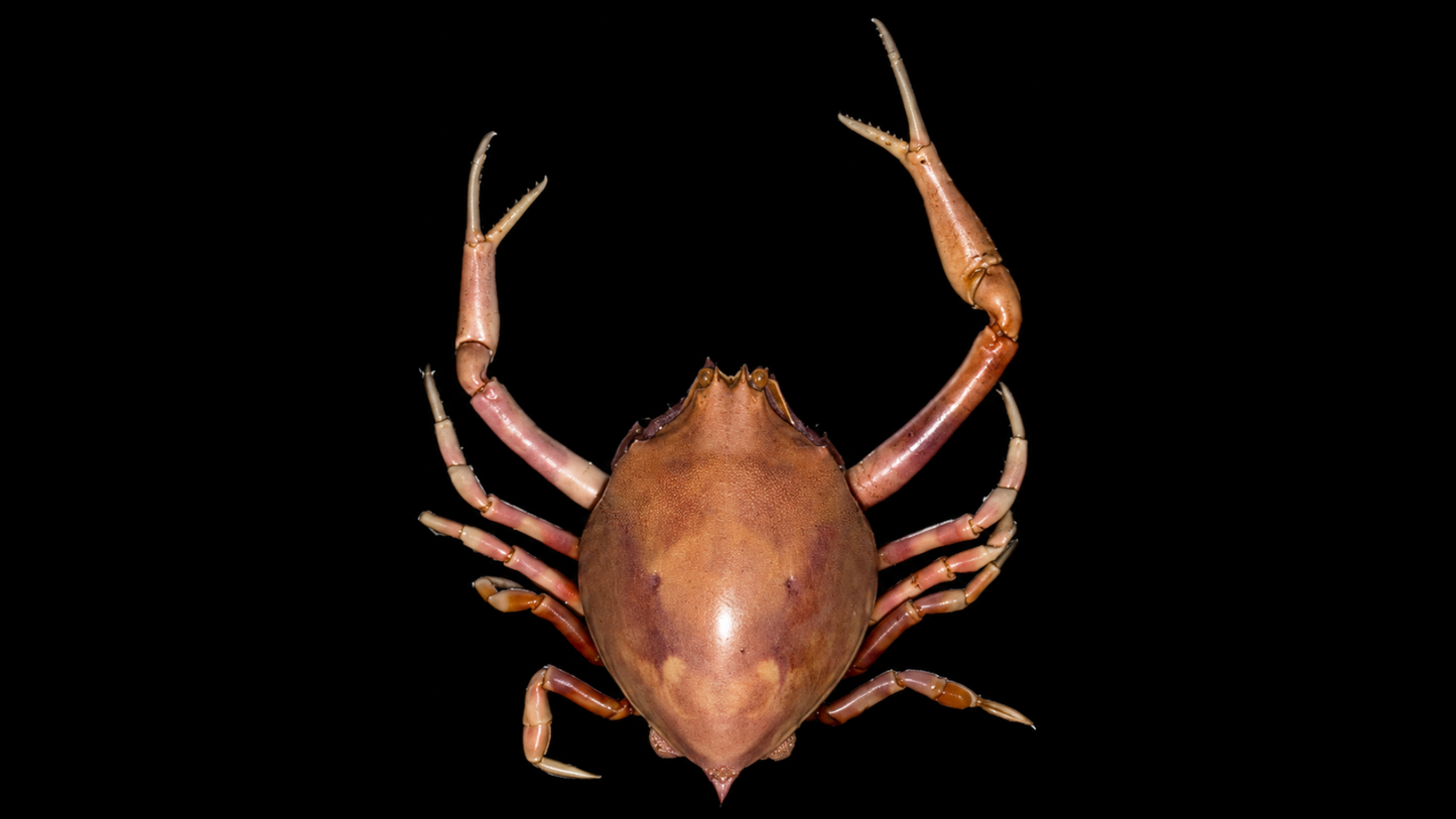 Pebble Crab (Myra affinis) | Preserved Crab Specimen | Real Marine Crab