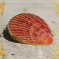 Coin Purse | Pill Box | Jewelry Holder | Made of Real Seashells