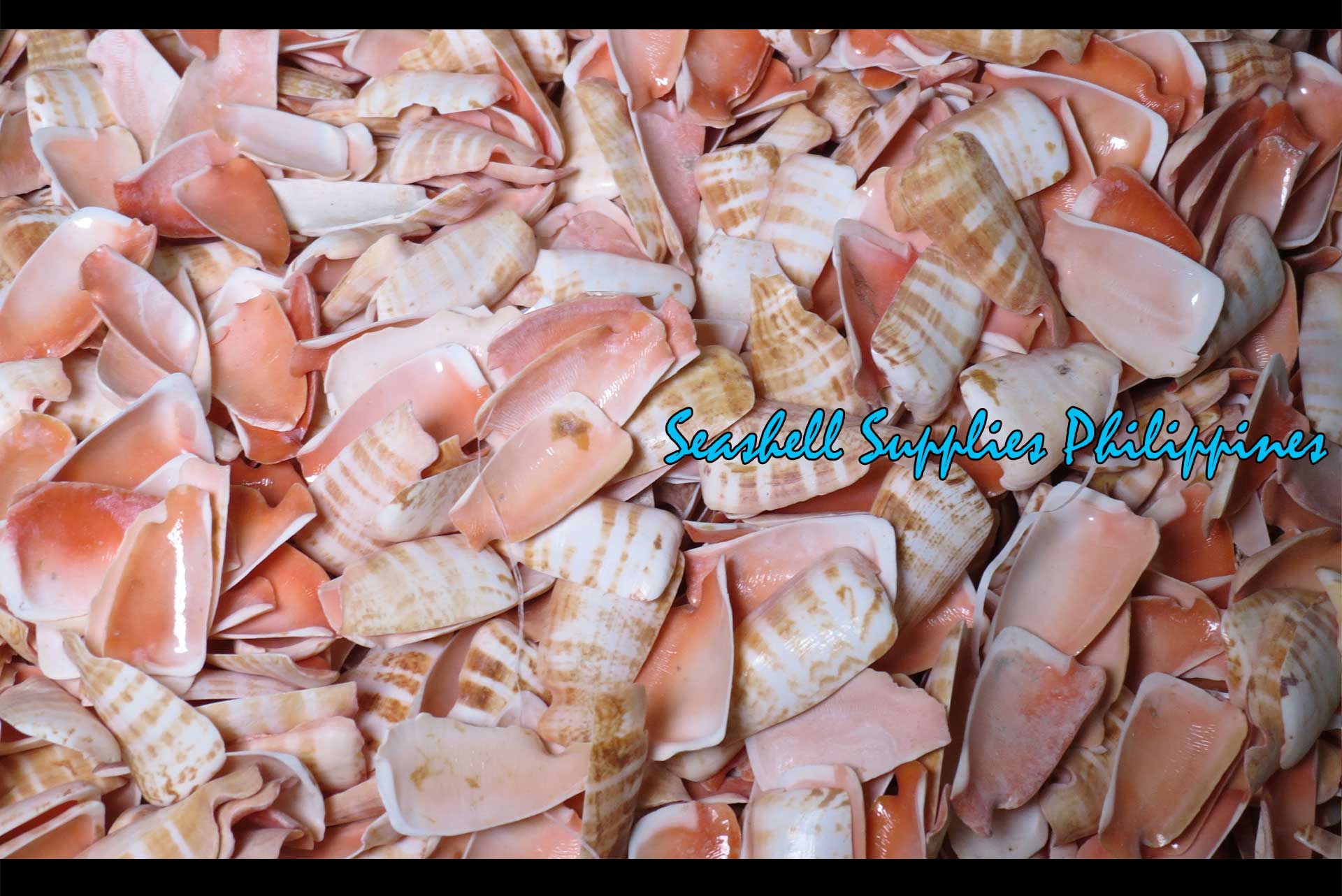 Cut Seashells | Red Lips | Side Cut Lips – Seashell Supplies Philippines