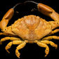 Red-eyed Swimming Crab (Podophthalmus vigil) | Preserved Crab Specimen | Real Long-eyed Swimming Crab