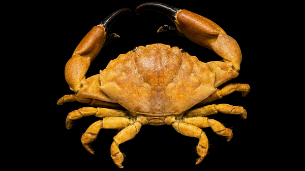 Red-eyed Swimming Crab (Podophthalmus vigil) | Preserved Crab Specimen | Real Long-eyed Swimming Crab