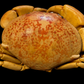 Red Egg Crab (Atergatis integerrimus) | Preserved Crab Specimen | Real Bashful Crab
