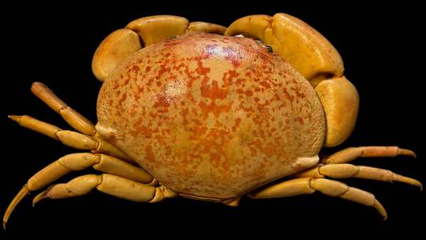 Red Egg Crab (Atergatis integerrimus) | Preserved Crab Specimen | Real Bashful Crab