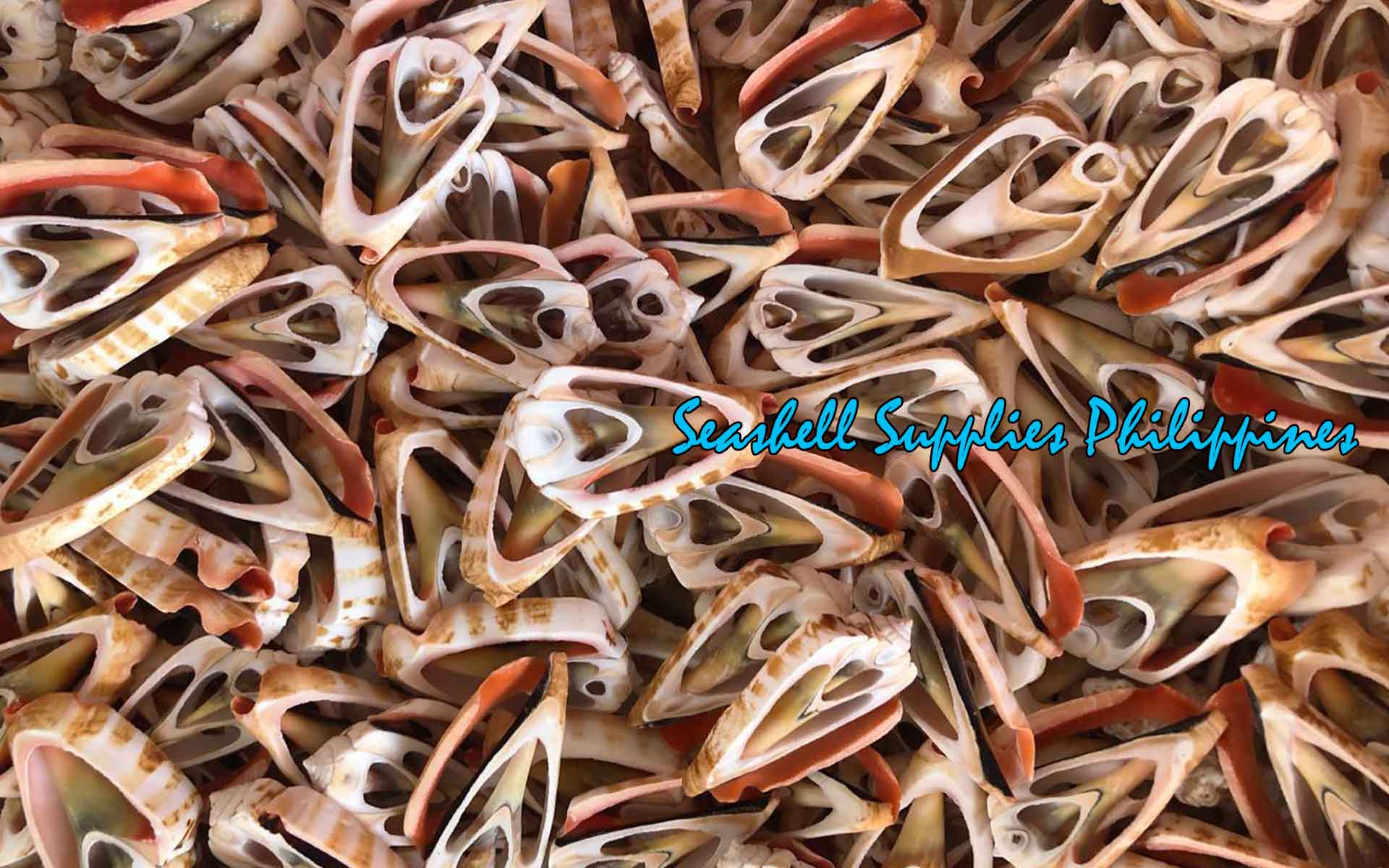 Cut Seashells | Red Lips | Strawberry Conch Shells