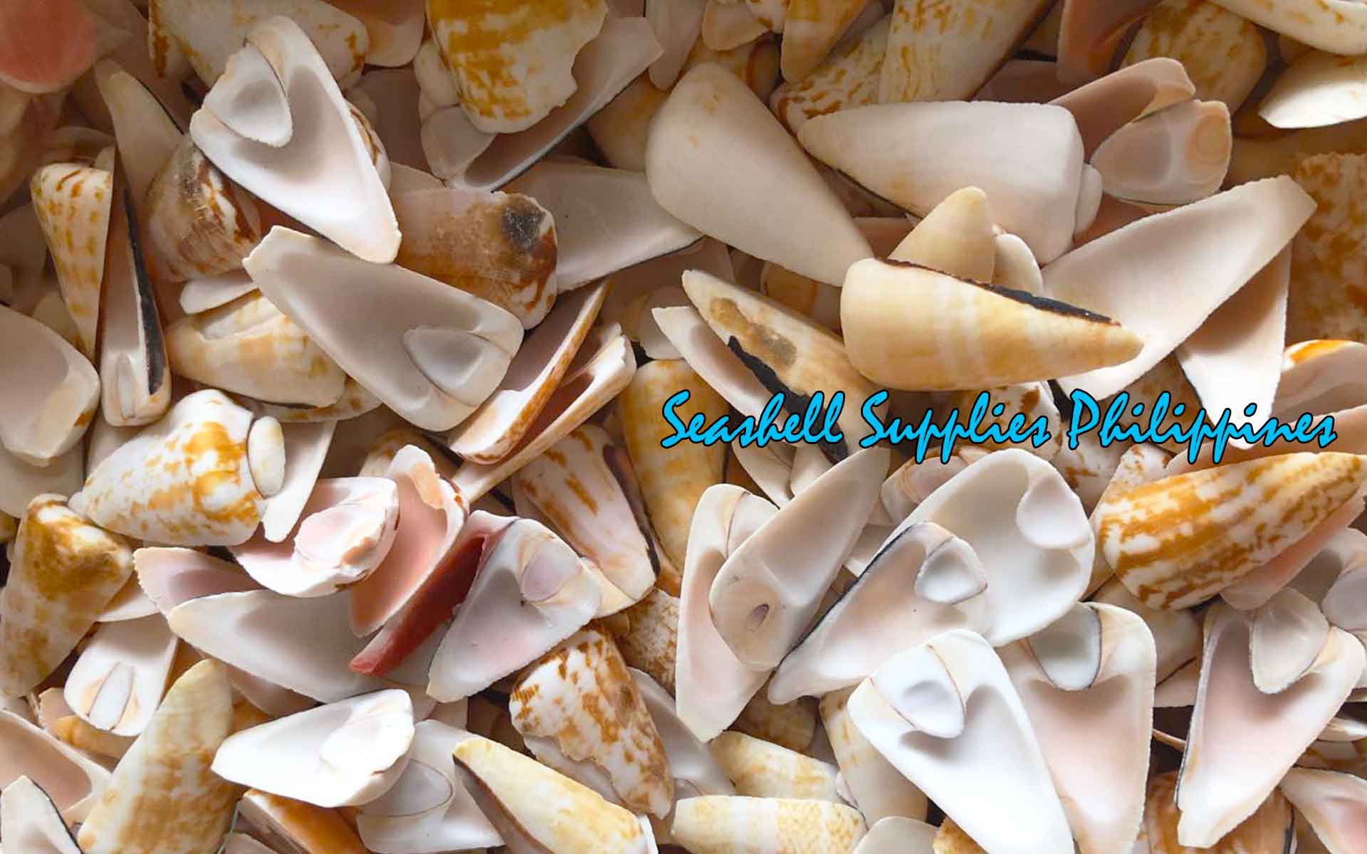 Cut Seashells | Red Lips | Side Cut – Seashell Supplies Philippines